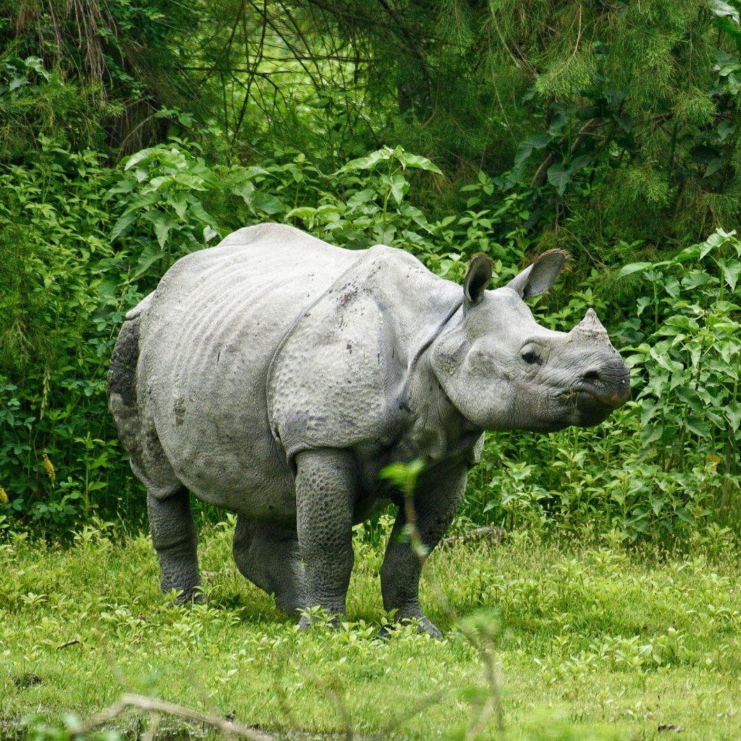 Greater one-horned rhinoceros at Kaziranga National Park