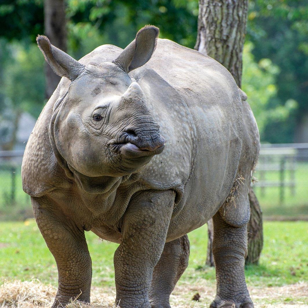 Rhino grazing in the Kaziranga grassland