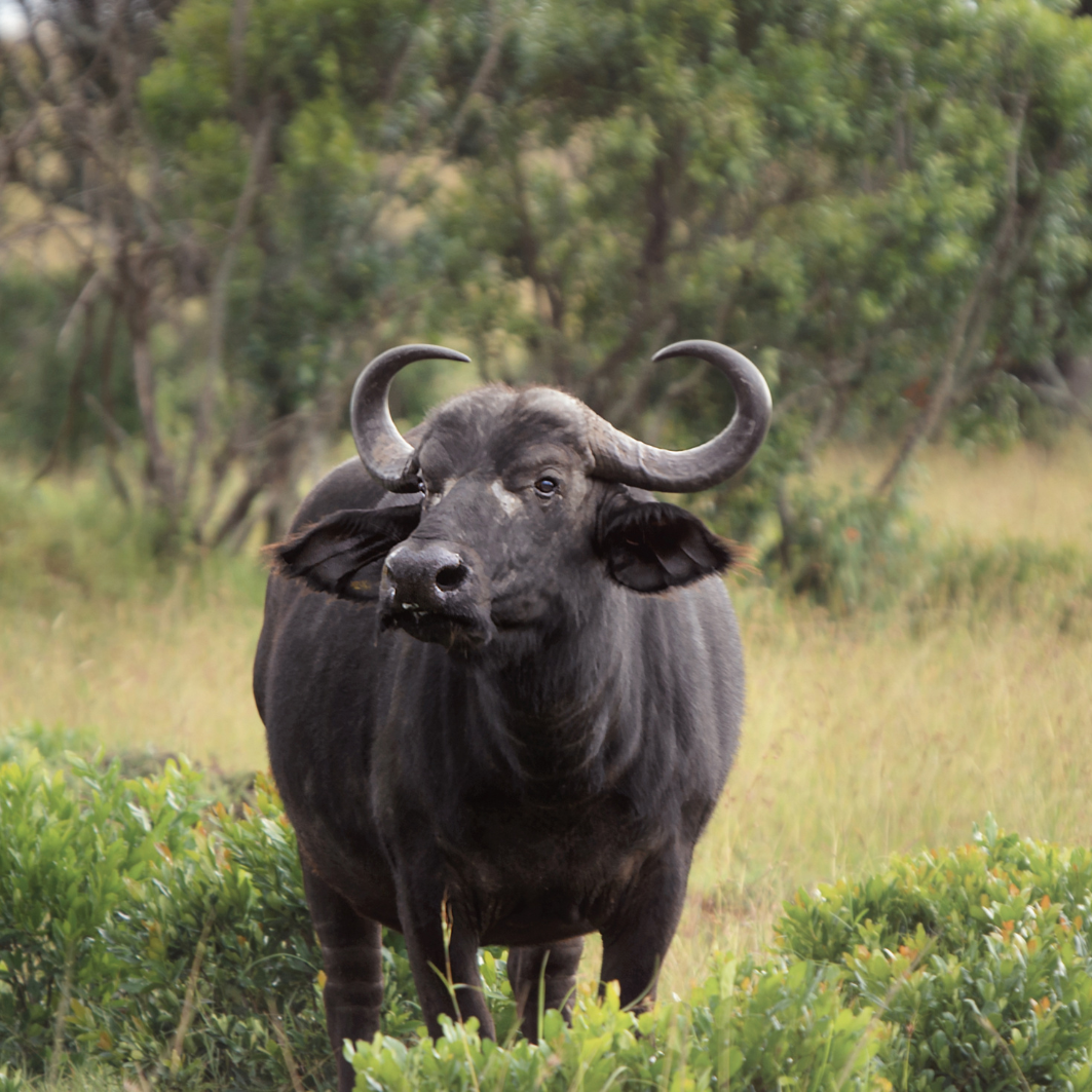 2 Nights 3 Days Guwahati - Kaziranga - Guwahati