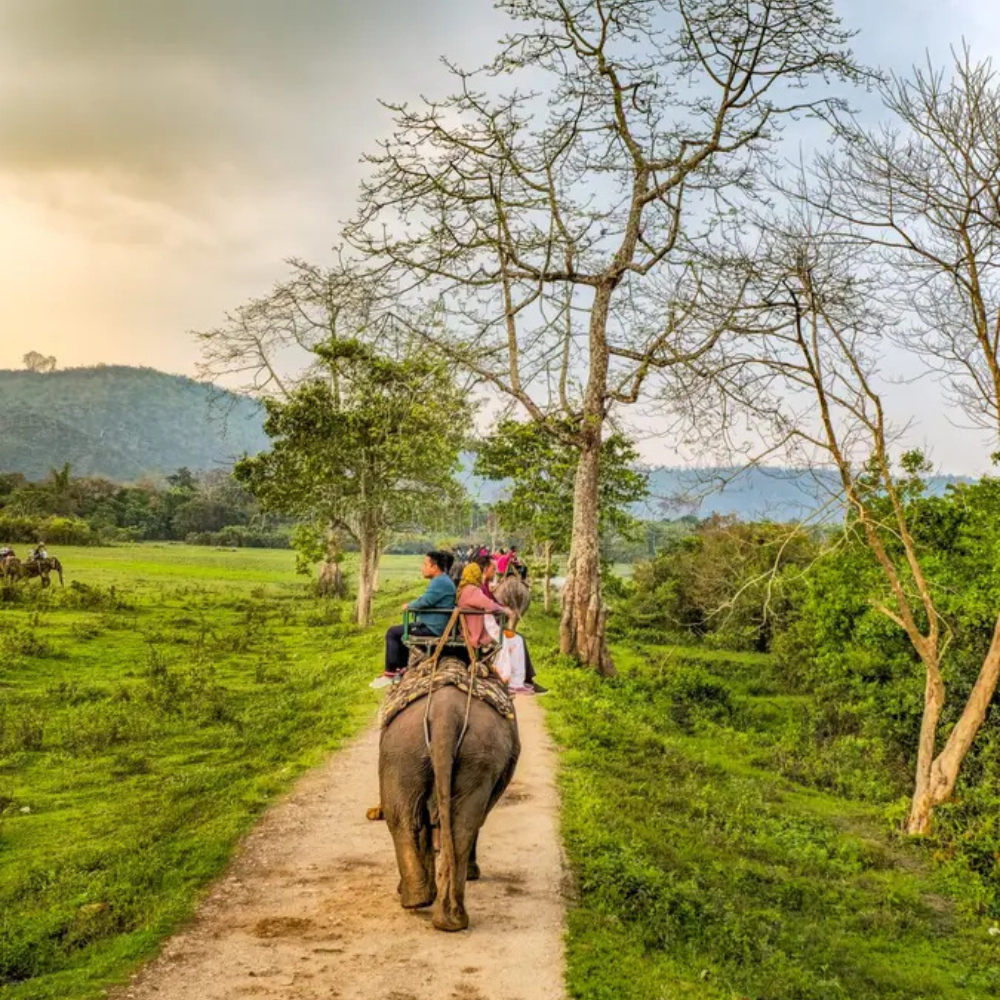 1 Night 2 Days Guwahati-Kaziranga-Guwahati