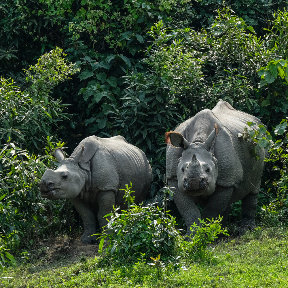 3 Nights 4 Days Guwahati - Kaziranga - Guwahati